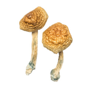 African Transkei Magic Mushrooms