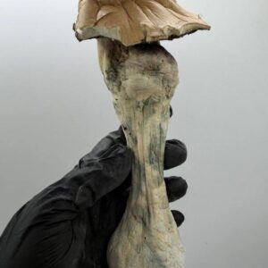Blue Meanies Mushroom