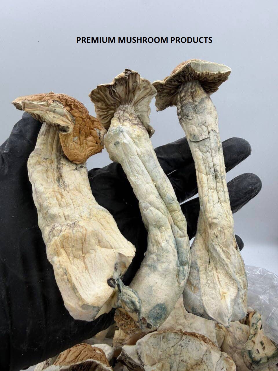 PREMIUM MUSHROOM PRODUCTS