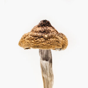 B+ Magic Mushrooms