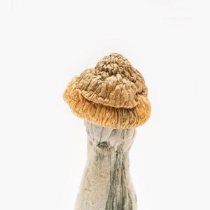 African Pyramid Mushroom