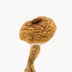 Lion’s mane Mushroom